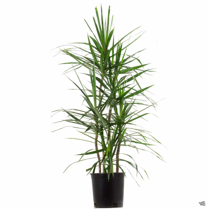 Red-edged Dracaena