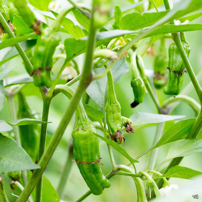1321-pepper-shishito-1.webp Pepper 'Shishito'