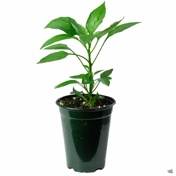 1321-pepper-shishito-2.webp Pepper 'Shishito'