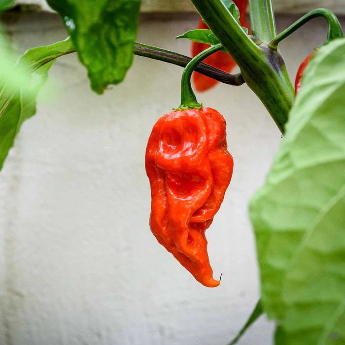 1324-pepper-ghost-1.webp Pepper 'Ghost'