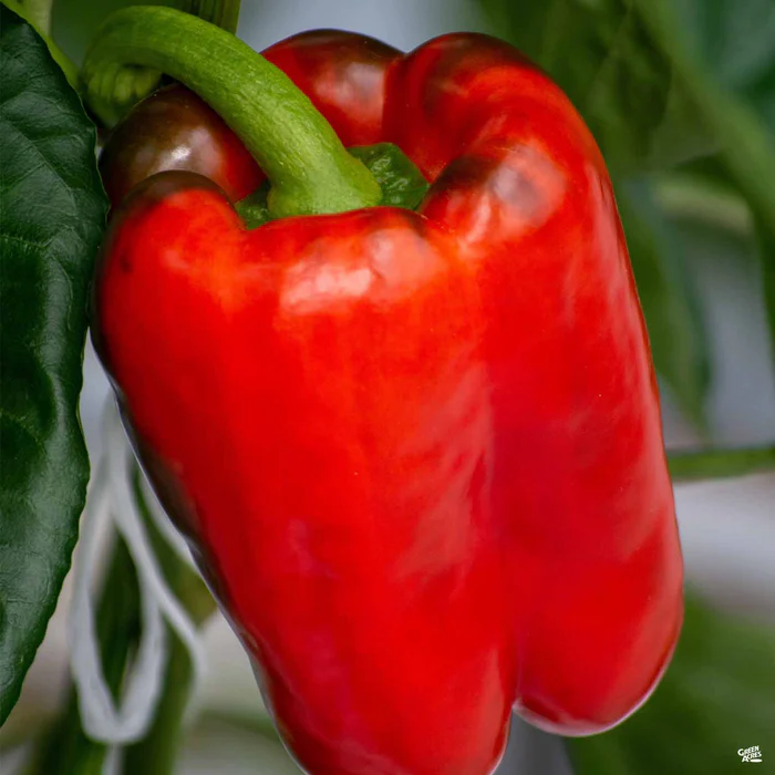 Pepper 'Big Bertha'