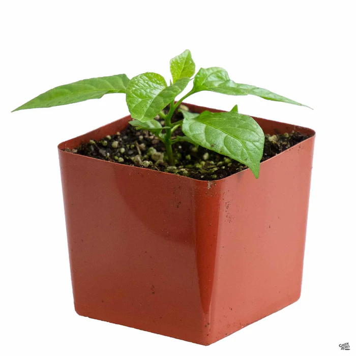 1328-pepper-carolina-reaper-2.webp Pepper 'Carolina Reaper'