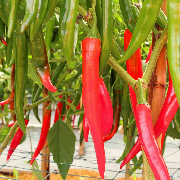 Pepper 'Cayenne'