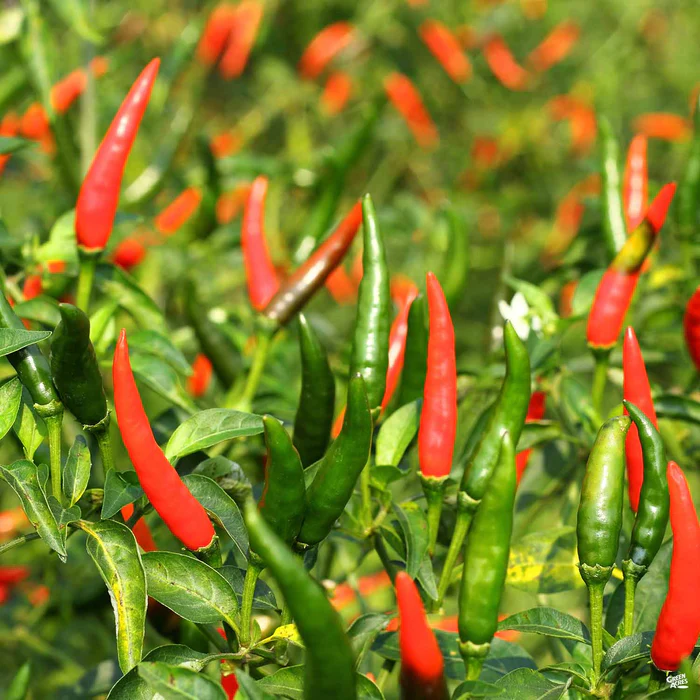 1334-pepper-chile-de-arbol-1.webp Pepper 'Chile de Arbol'