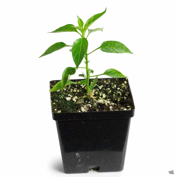 1334-pepper-chile-de-arbol-2.webp Pepper 'Chile de Arbol'