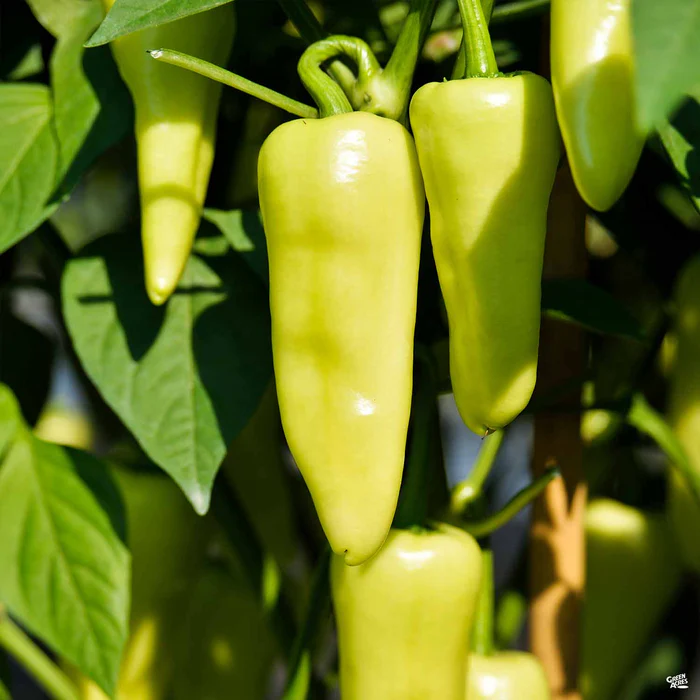 Pepper 'Eisley Wax'