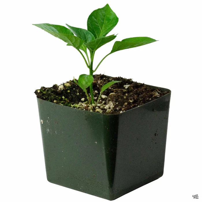Pepper 'Eisley Wax'