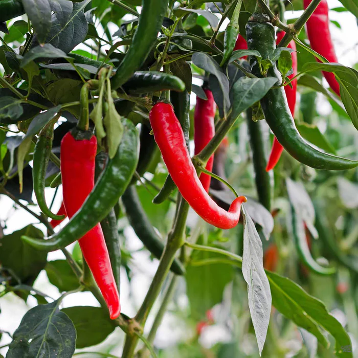 Pepper 'Garden Salsa'