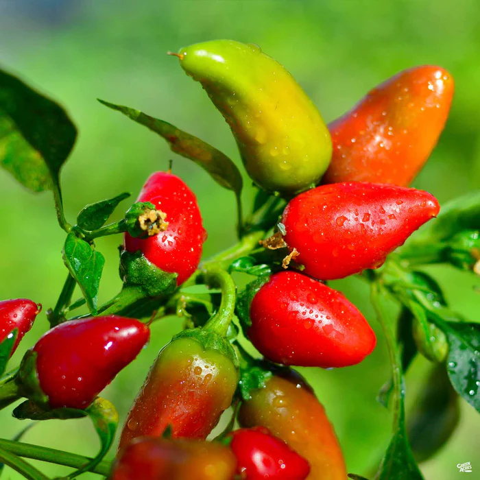 1337-pepper-fresno-chili-1.webp Pepper 'Fresno Chili'