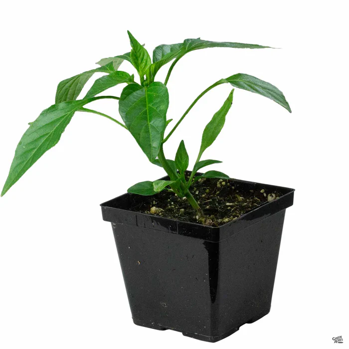 1337-pepper-fresno-chili-2.webp Pepper 'Fresno Chili'