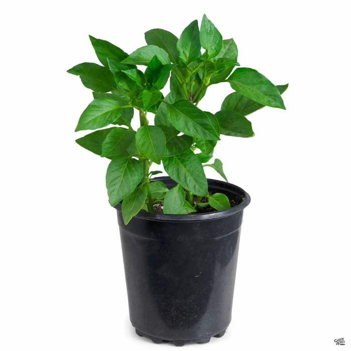 1337-pepper-fresno-chili-3.webp Pepper 'Fresno Chili'
