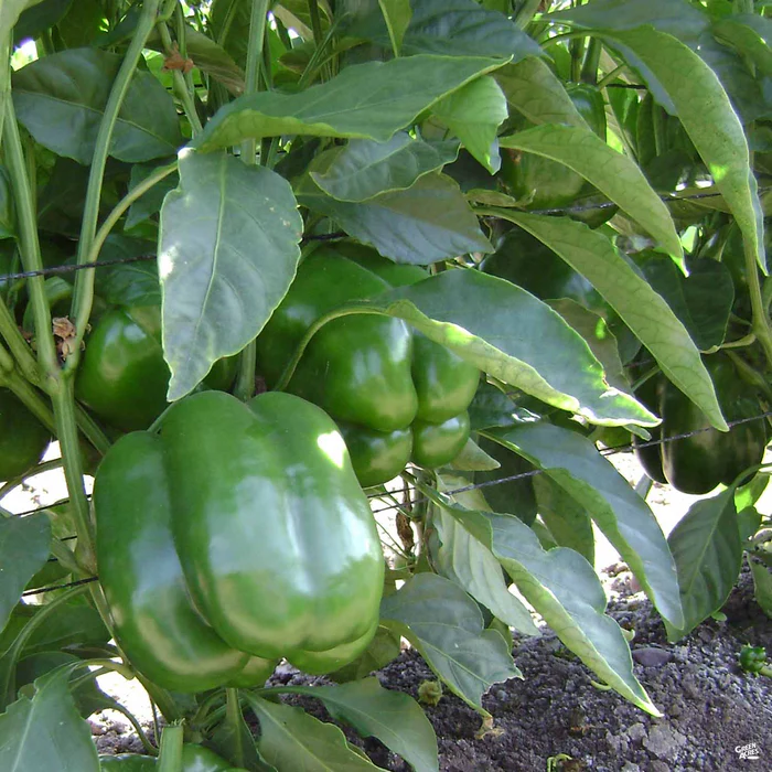 1340-pepper-green-bell-1.webp Pepper 'Green Bell'