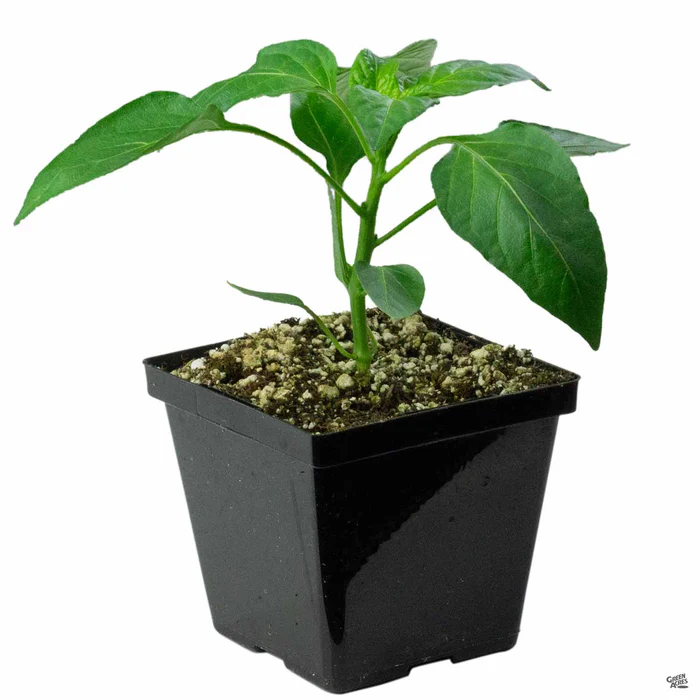 1340-pepper-green-bell-3.webp Pepper 'Green Bell'
