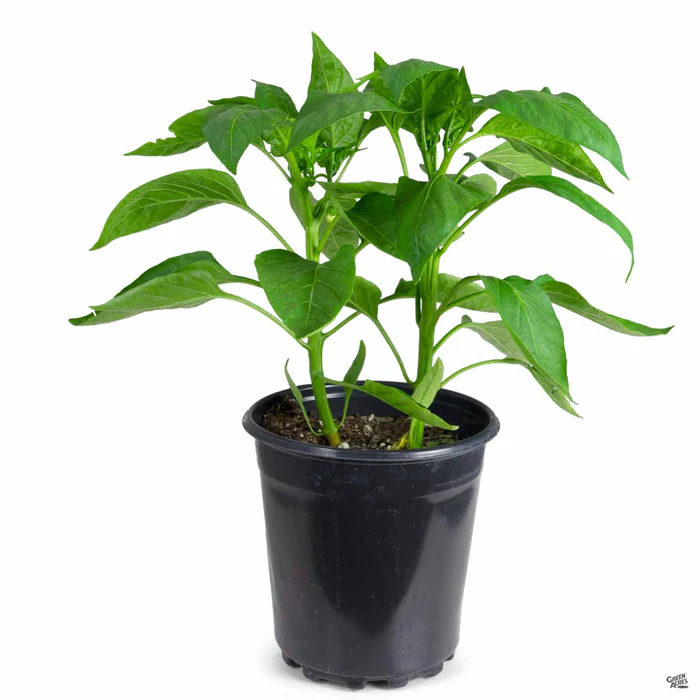 1340-pepper-green-bell-4.webp Pepper 'Green Bell'
