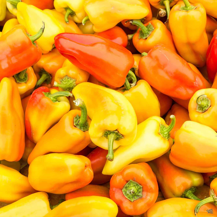 Pepper 'Gypsy'