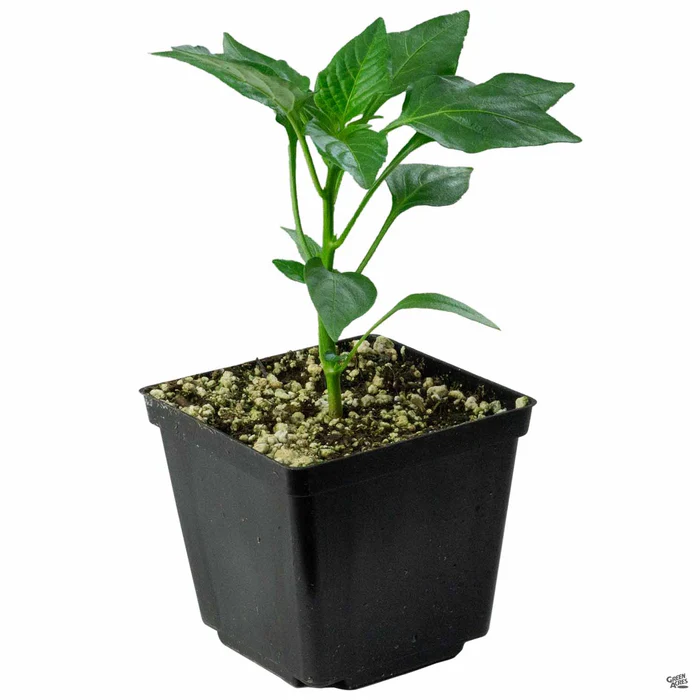 Pepper 'Gypsy'