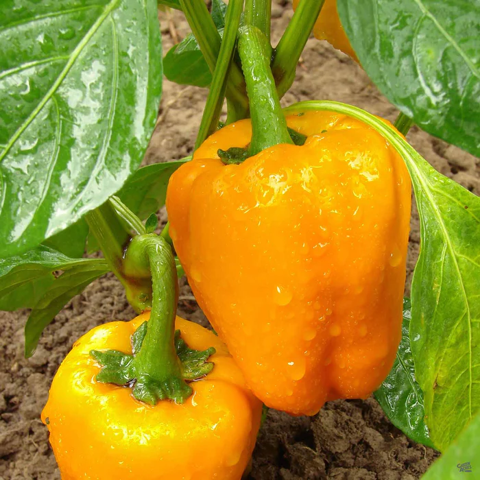 Pepper 'Orange Bell'