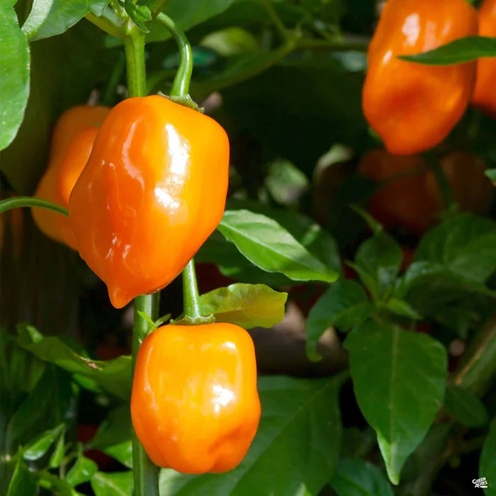 1350-pepper-habanero-1.webp Pepper 'Habanero'