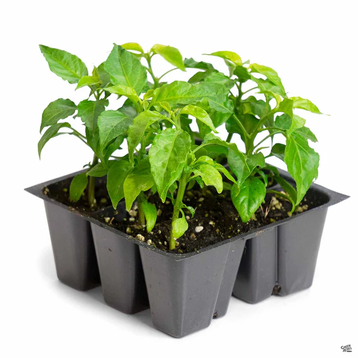 1350-pepper-habanero-2.webp Pepper 'Habanero'