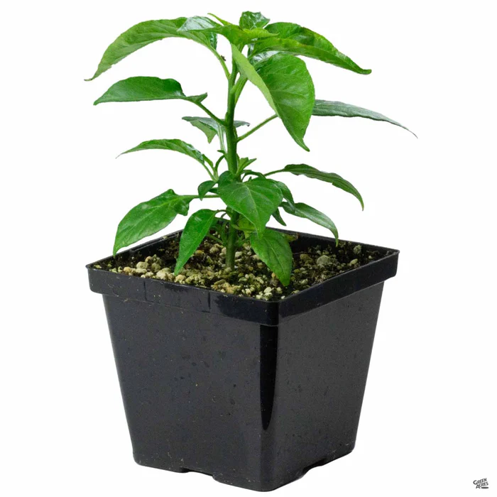 1350-pepper-habanero-3.webp Pepper 'Habanero'