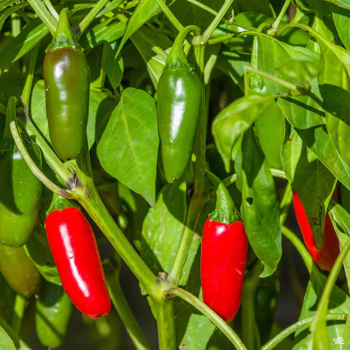 1354-pepper-jalapeno-1.webp Pepper 'Jalapeno'
