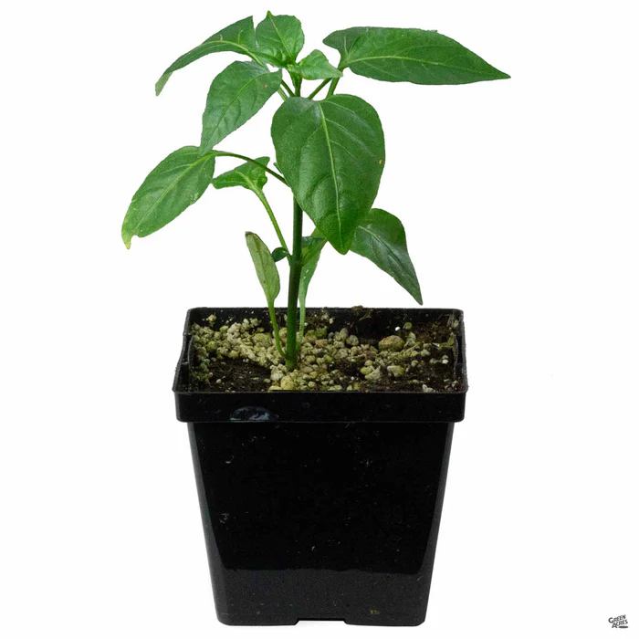1354-pepper-jalapeno-3.webp Pepper 'Jalapeno'