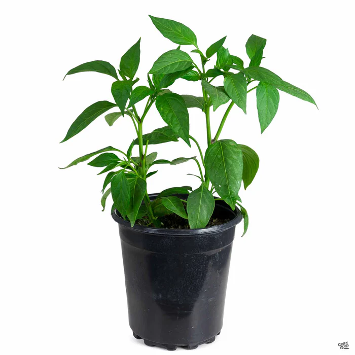 1354-pepper-jalapeno-4.webp Pepper 'Jalapeno'