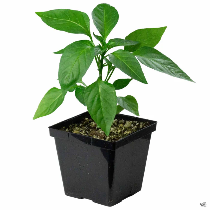 Pepper 'Padron'