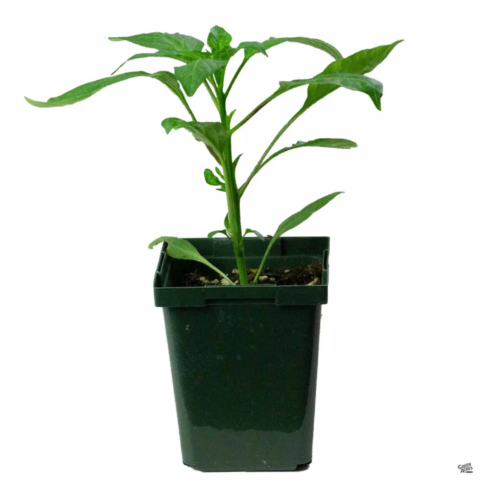Pepper 'Pepperoncini'