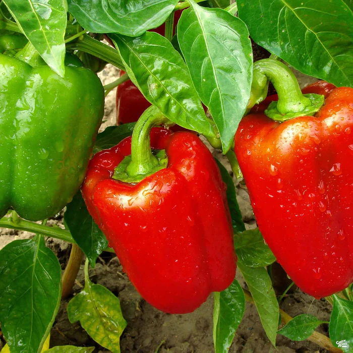 Pepper 'Red Bell'