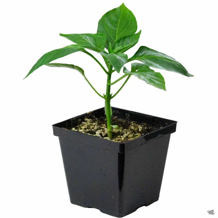 Pepper 'Red Bell'