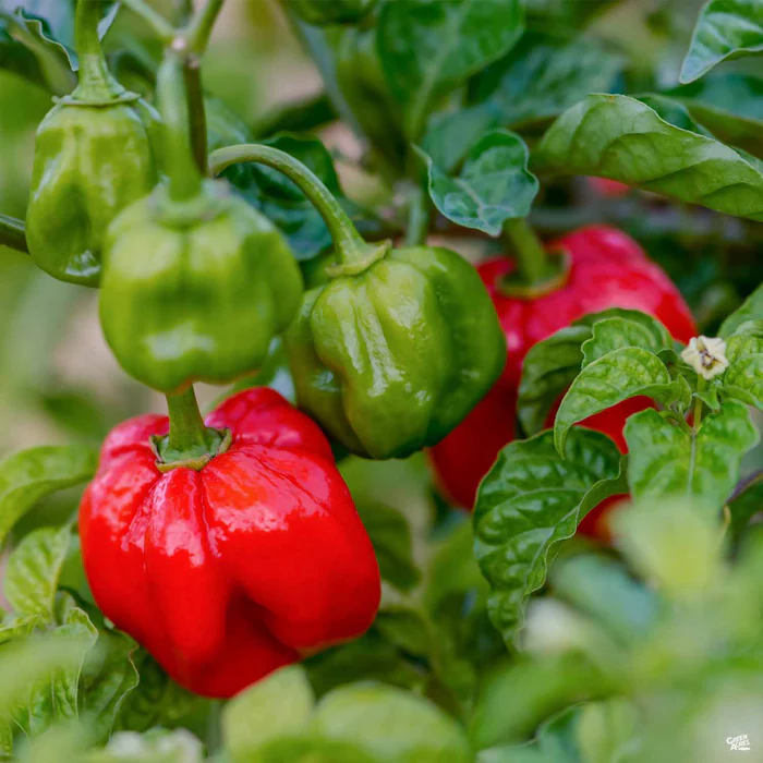 1369-pepper-scotch-bonnet-1.webp Pepper 'Scotch Bonnet'