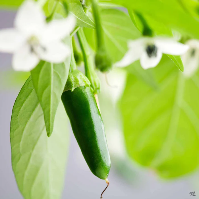 1372-pepper-serrano-1.webp Pepper 'Serrano'