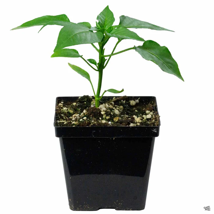 1372-pepper-serrano-2.webp Pepper 'Serrano'