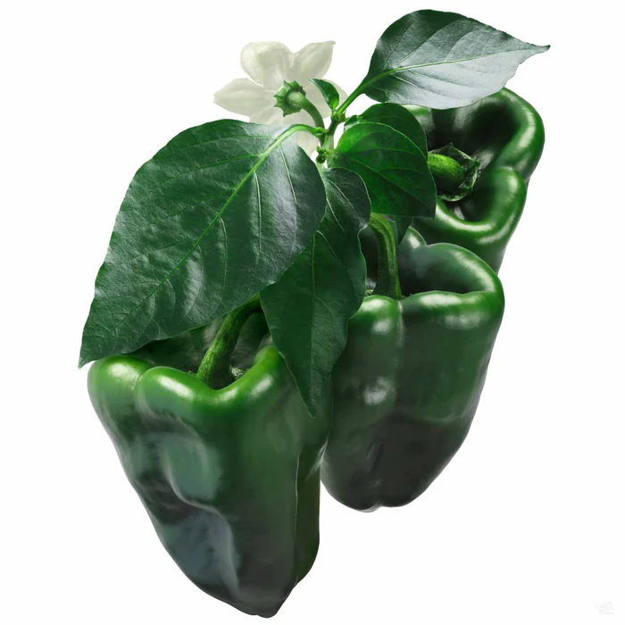 Pepper 'Poblano'