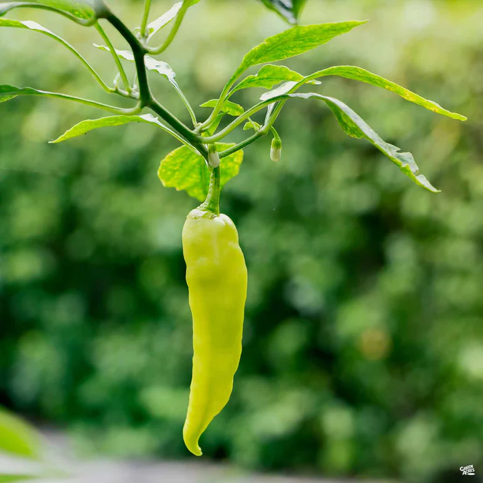 1378-pepper-sweet-banana-1.webp Pepper 'Sweet Banana'