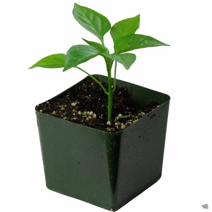 Pepper 'Sweet Italian'