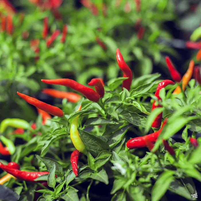Pepper 'Thai'