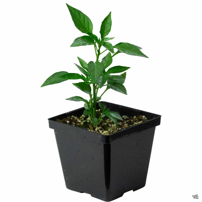 Pepper 'Thai'