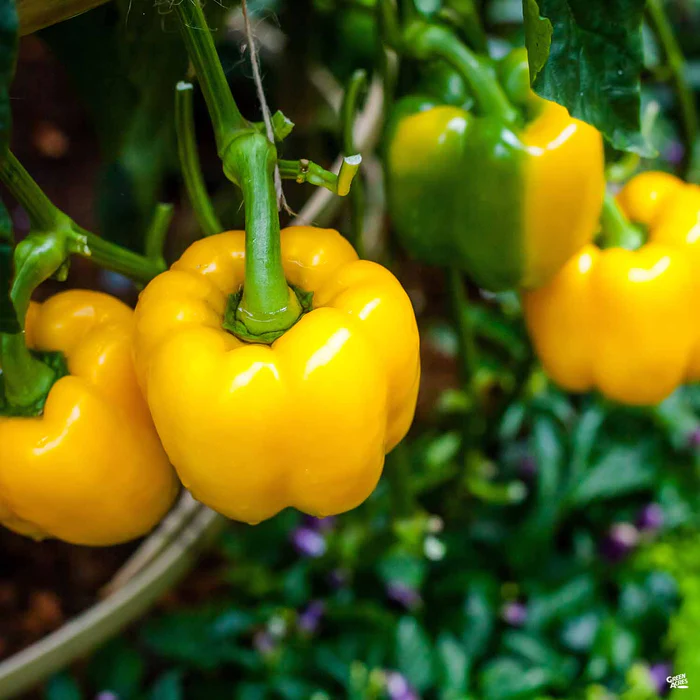 Pepper 'Yellow Bell'