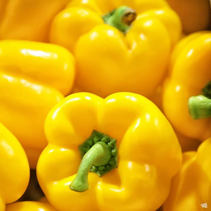 Pepper 'Yellow Bell'