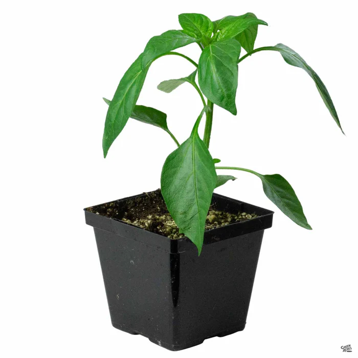 Pepper 'Yellow Bell'