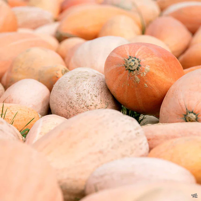 Squash 'Banana'