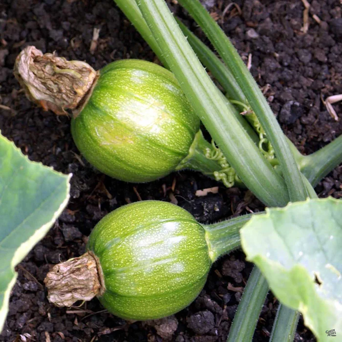 Squash 'Eight Ball Zucchini'