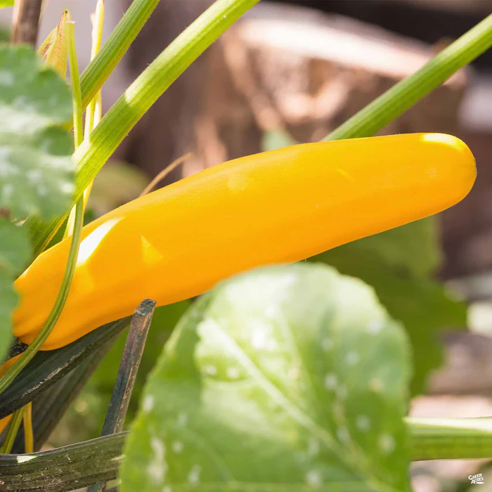 Squash 'Gold Rush Zucchini'