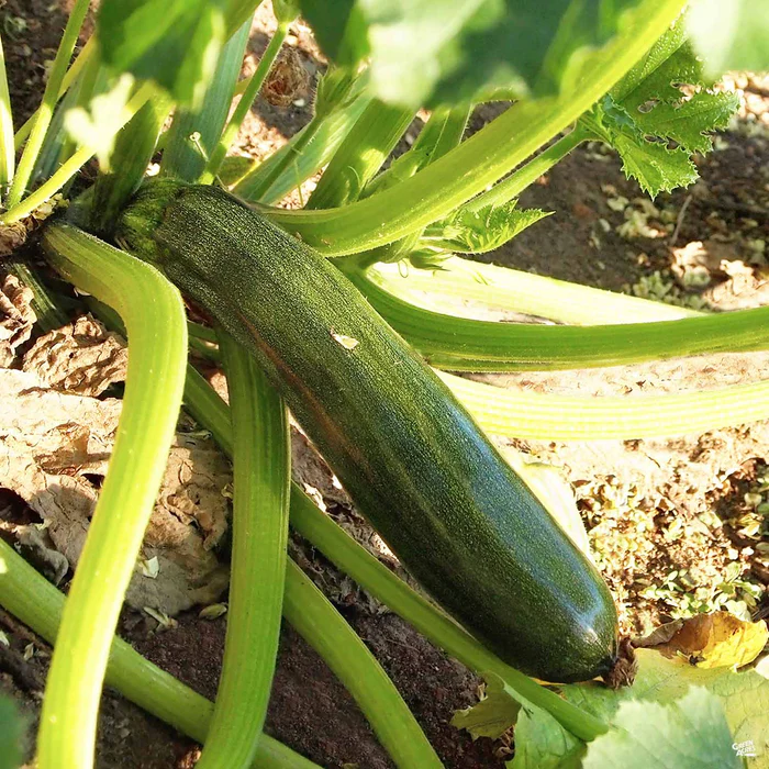 Squash 'Green Zucchini'