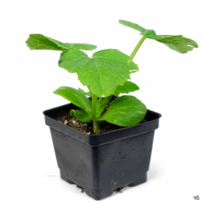 Squash 'Magda'