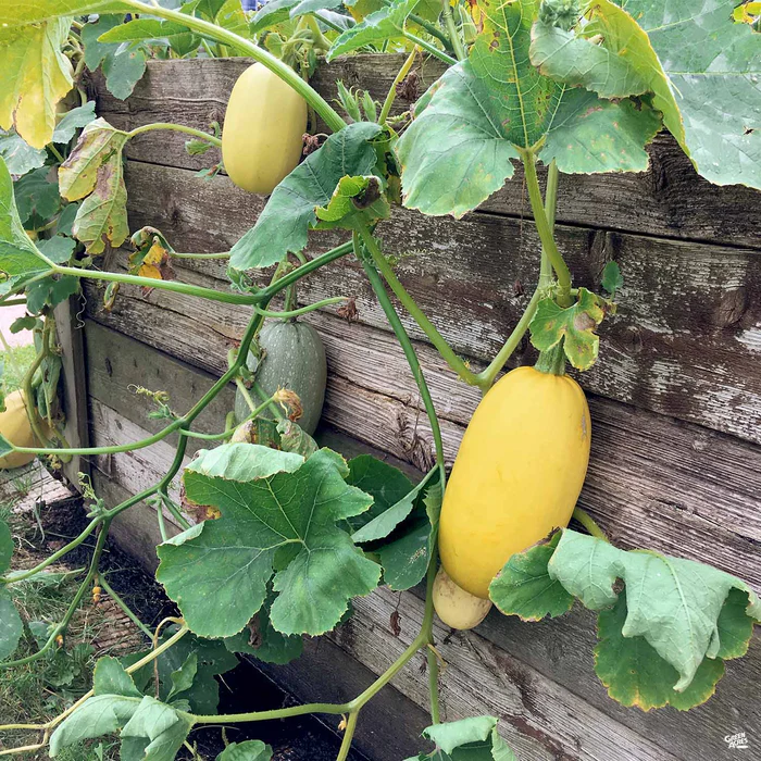 Squash 'Spaghetti'