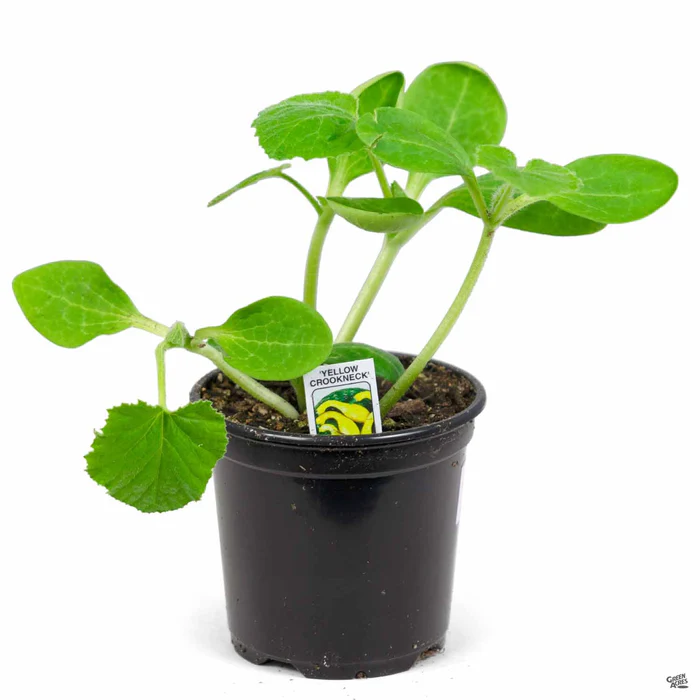 Squash 'Yellow Crookneck'