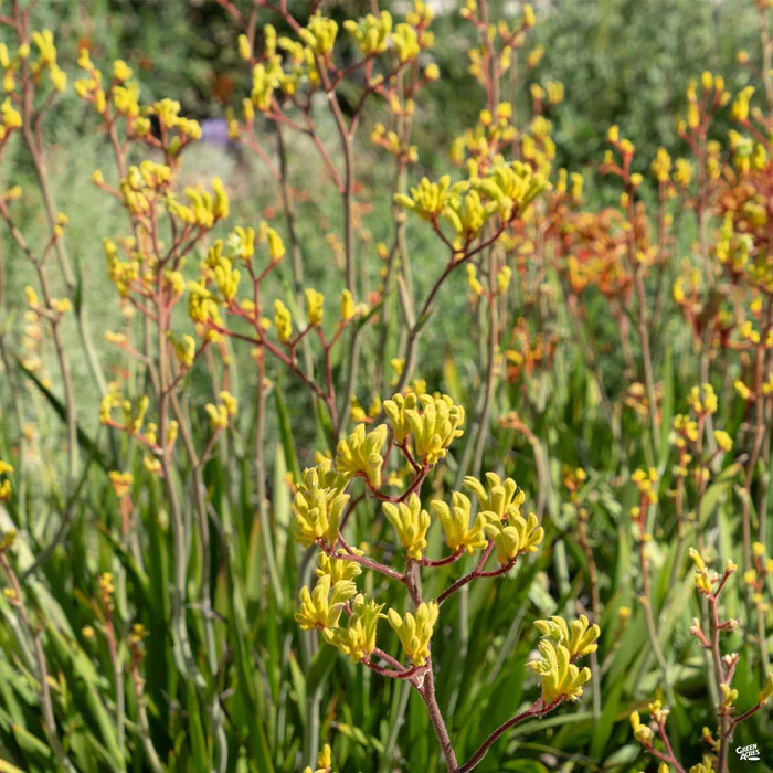 1406-kangaroo-paw-1.webp Kangaroo Paw